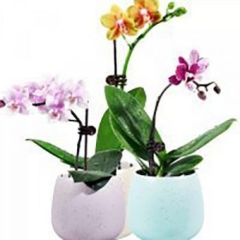 Mini Orchid and Plant Spike Clips